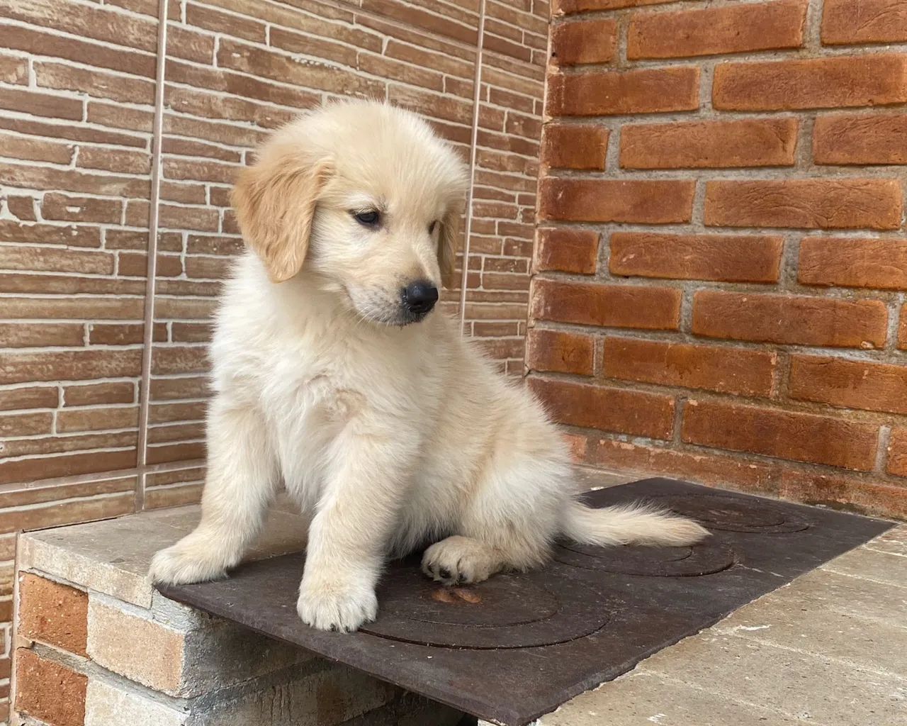 Golden Retriever ( vendas )  - Foto 3