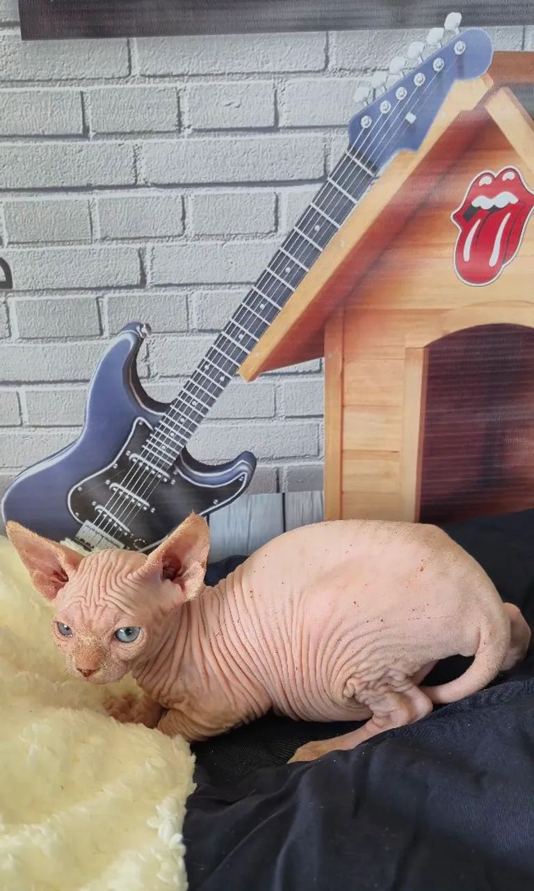 Sphynx macho White  - Foto 3