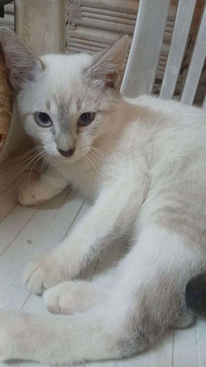 Gato