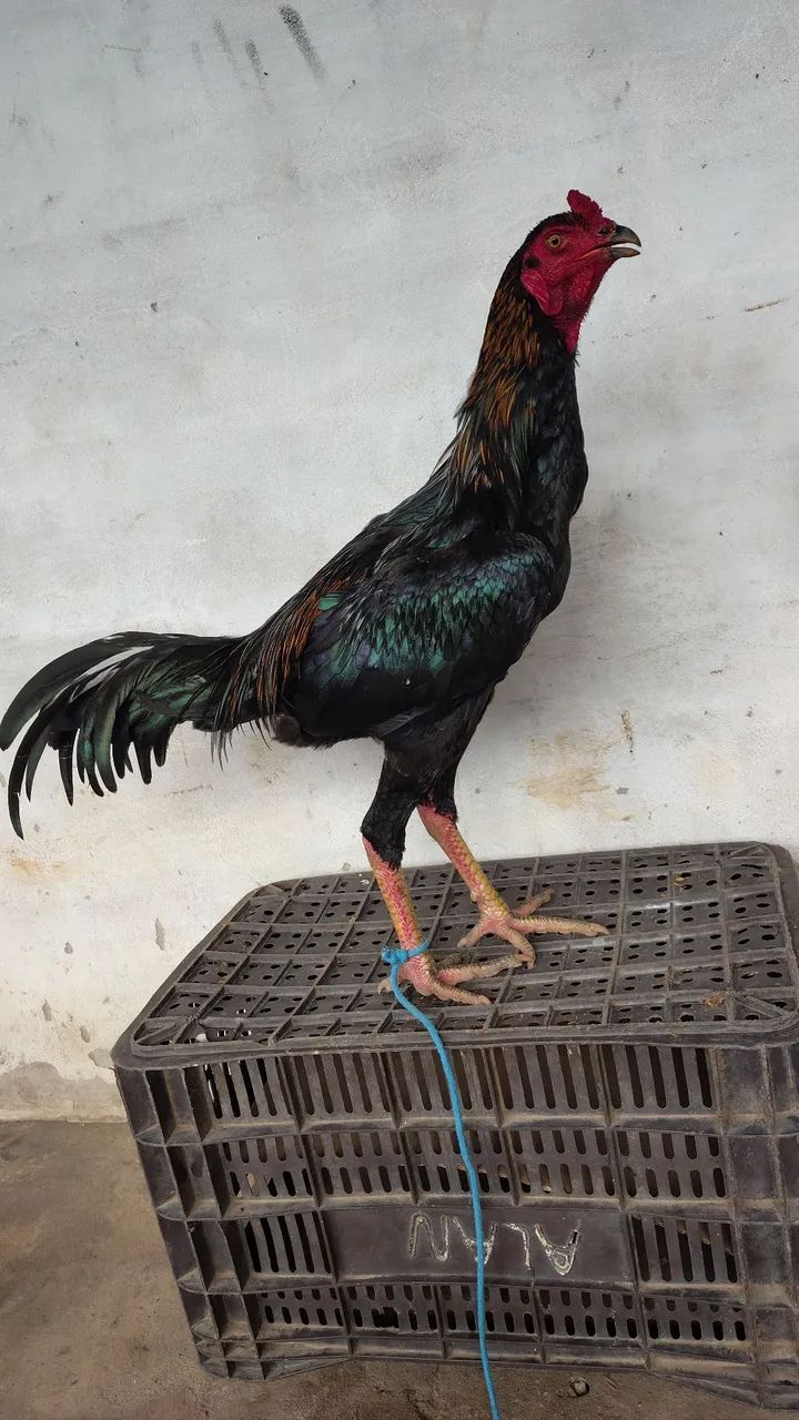 Vendo frango carioca  - Foto 3