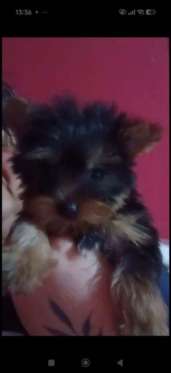  Sim - Foto 2
