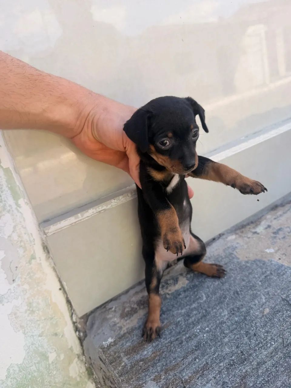 Pinscher  - Foto 4