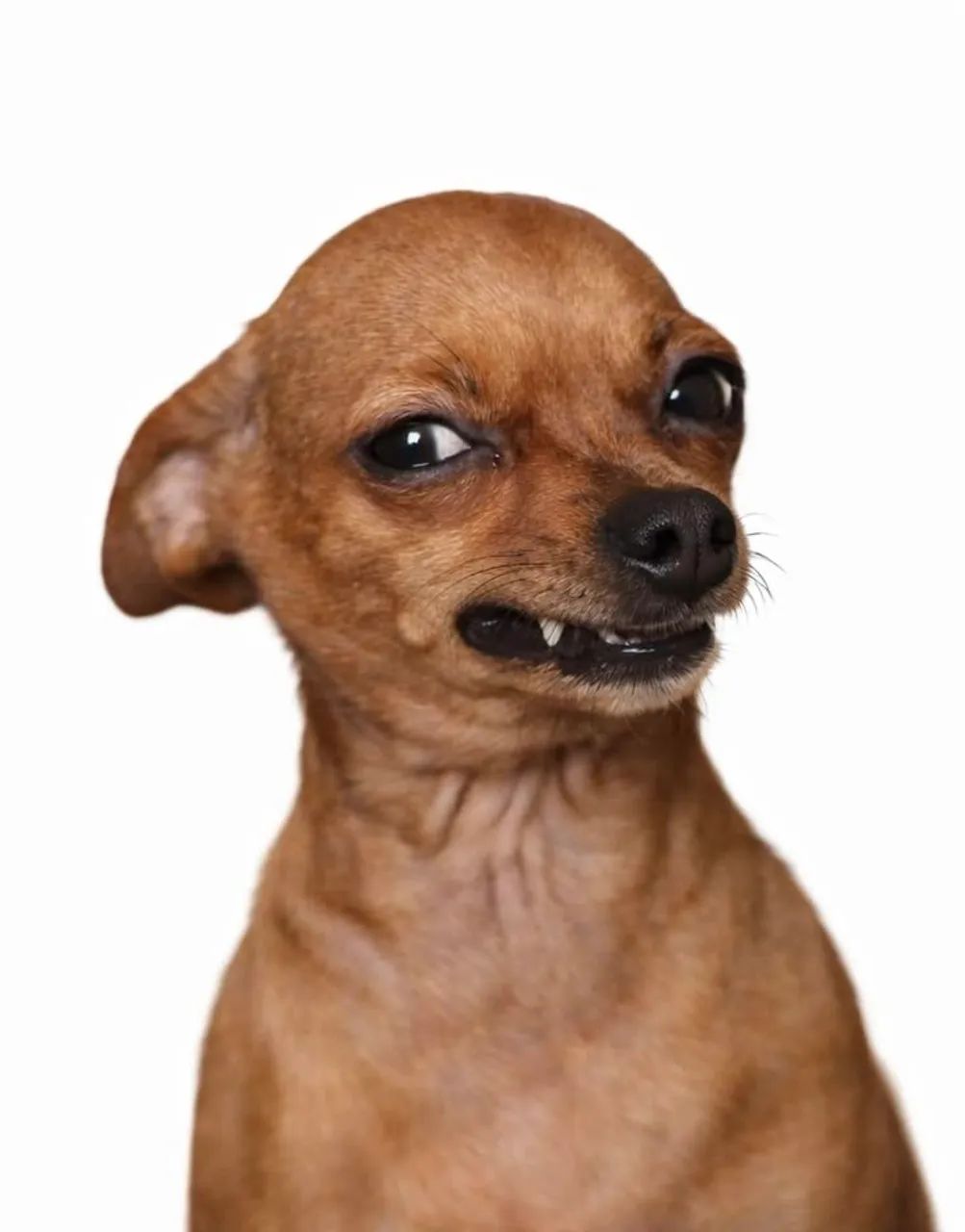Procuro pinscher pra comprar  Cuiabá MT 