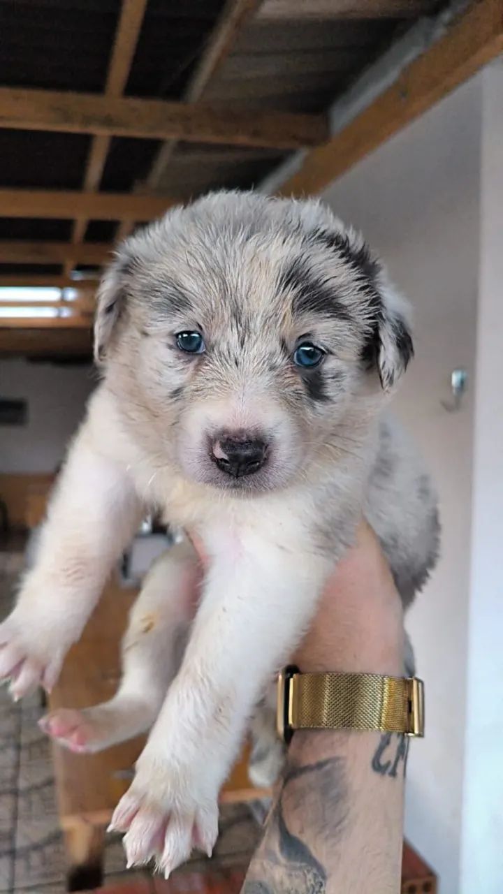 Filhotes de Border Collie disponíveis - Foto 4