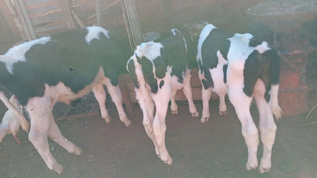 Bezerros a venda - Foto 4