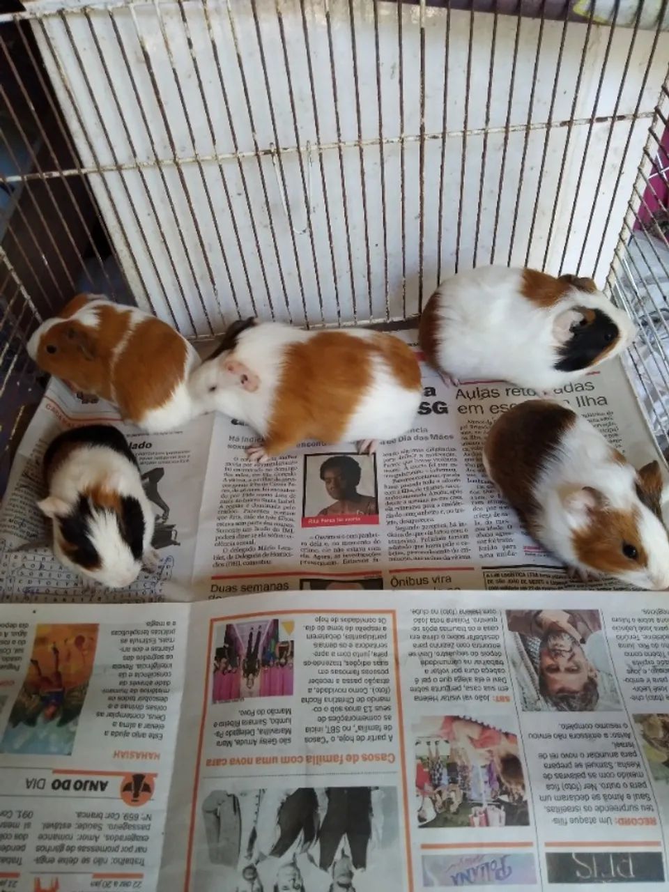 Porquinhos da índia  - Foto 4