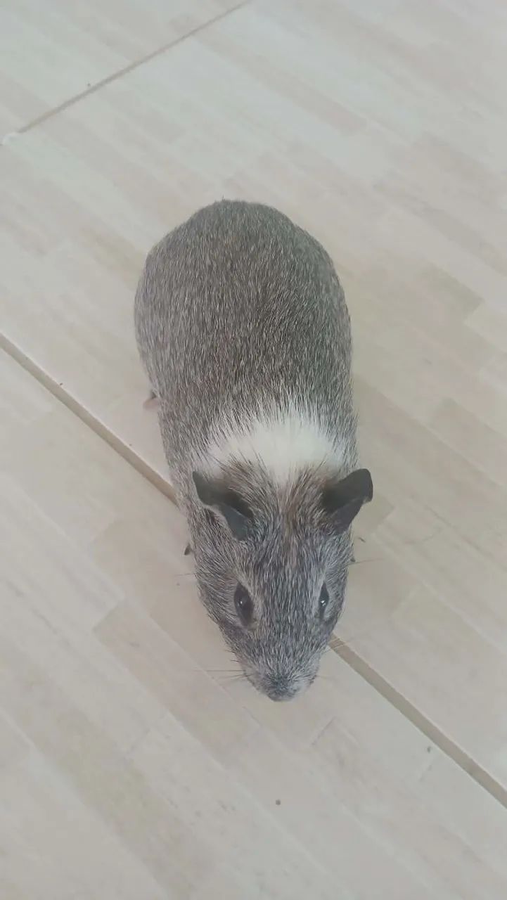 Porquinhos da Índia em Araruama  - Foto 2