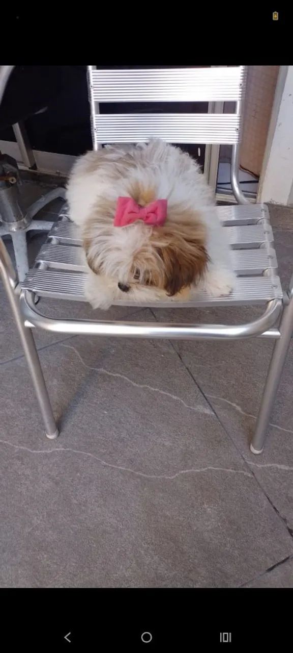 Cachorra lulu com Shitzu  - Foto 3