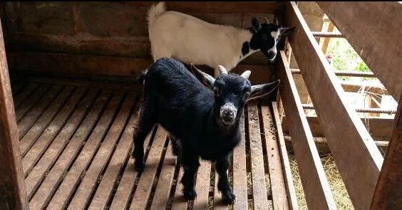 Casal de mini cabra  - Foto 2