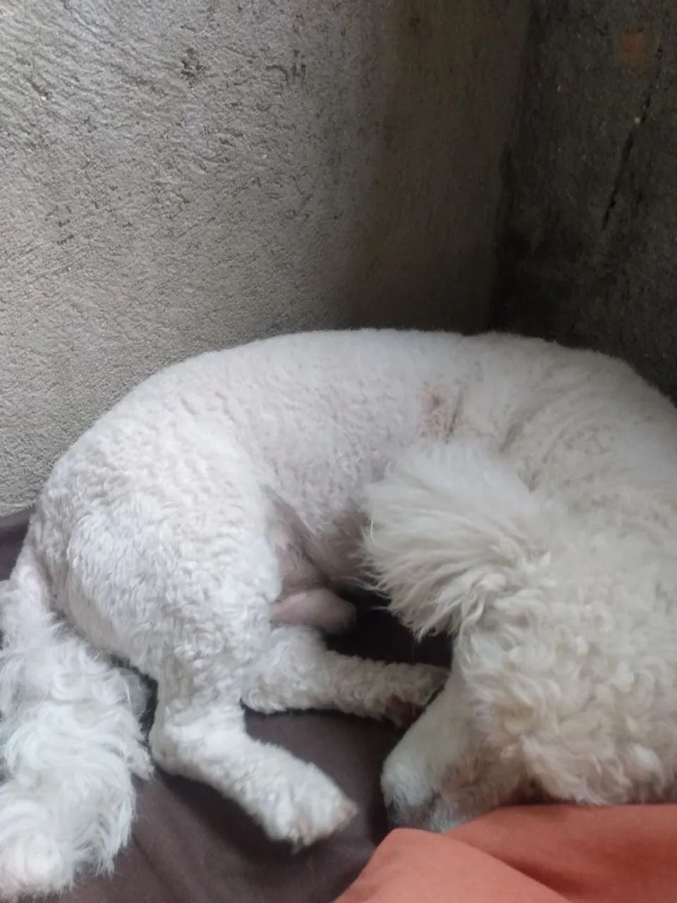 Doando o Doki - Poodle Sênior  - Foto 4