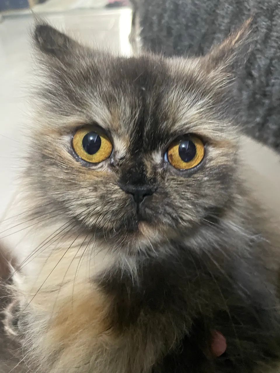 Gata Persa Dócil  - Foto 3