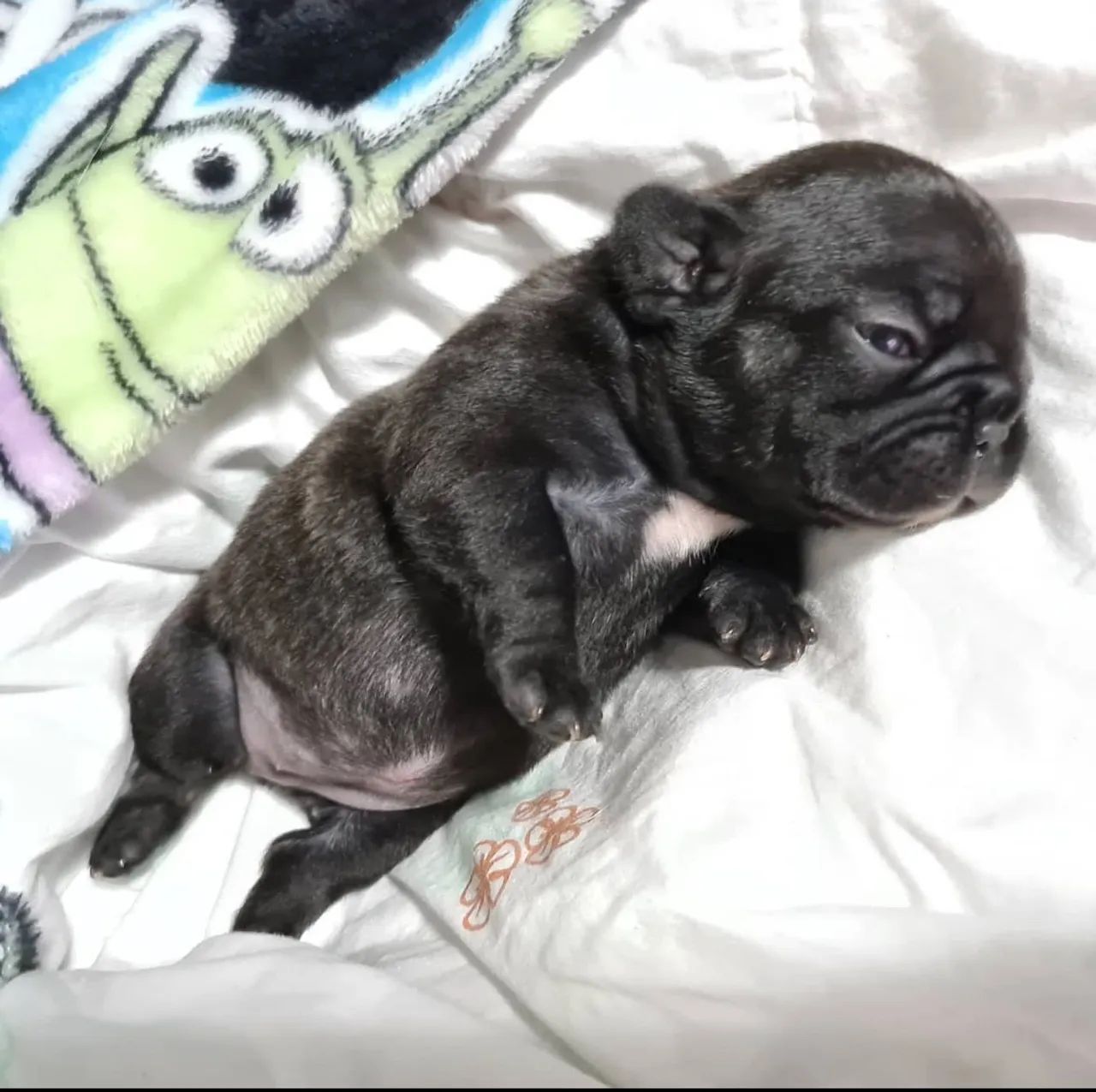 Buldogue francês 