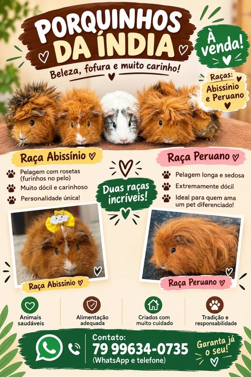 Porquinhos da índia 