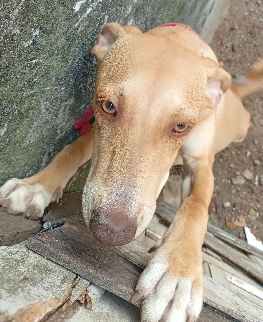 Doação  - Foto 2