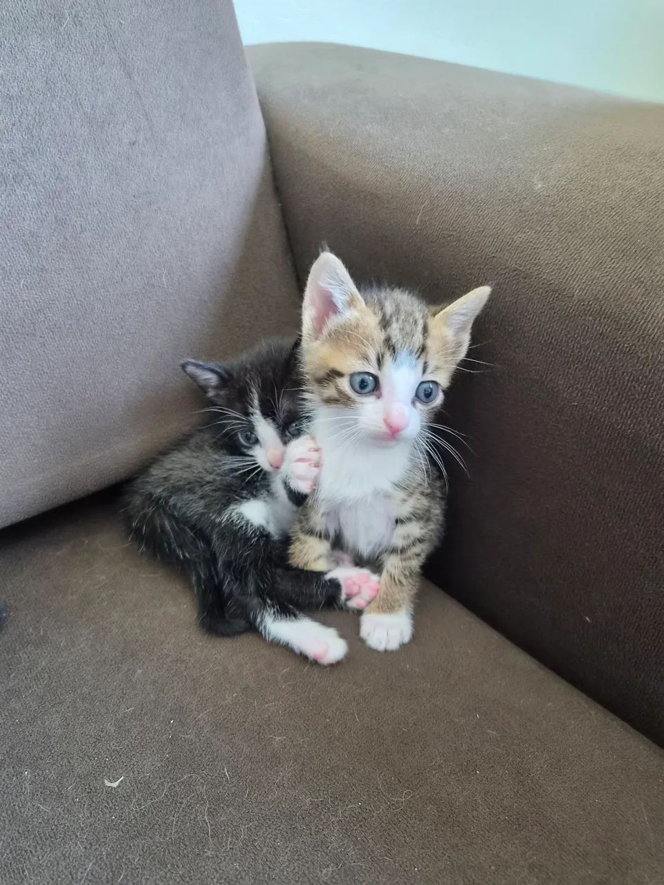 Gatinho macho para doar