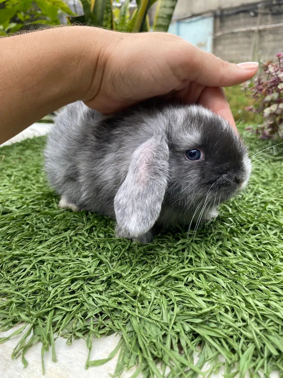 Coelho Mini Lop filhotes fofinhos - Foto 3