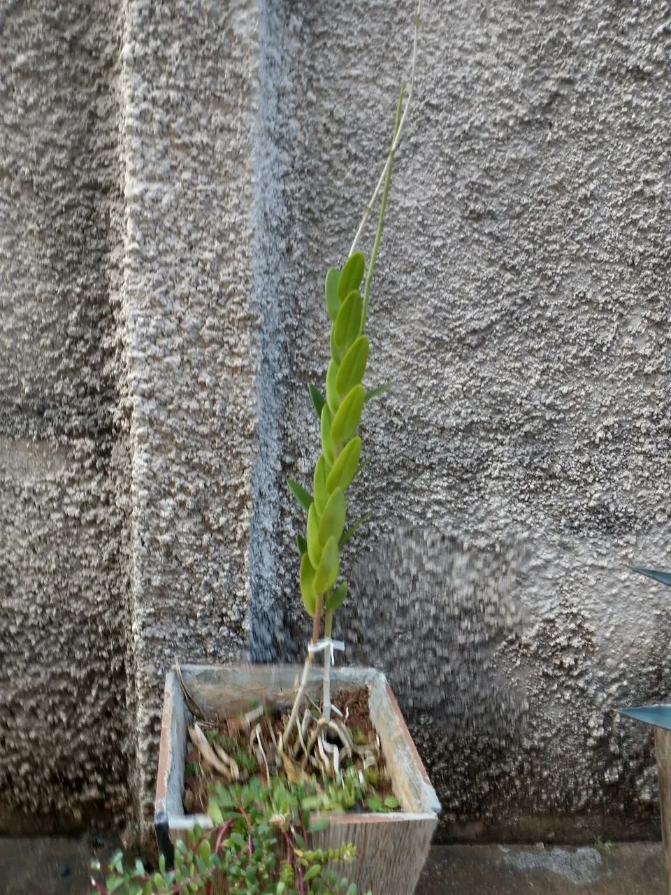 Vasode cerâmica com planta orquídea 