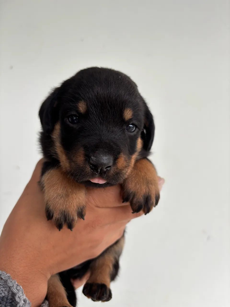 Rottweiler 