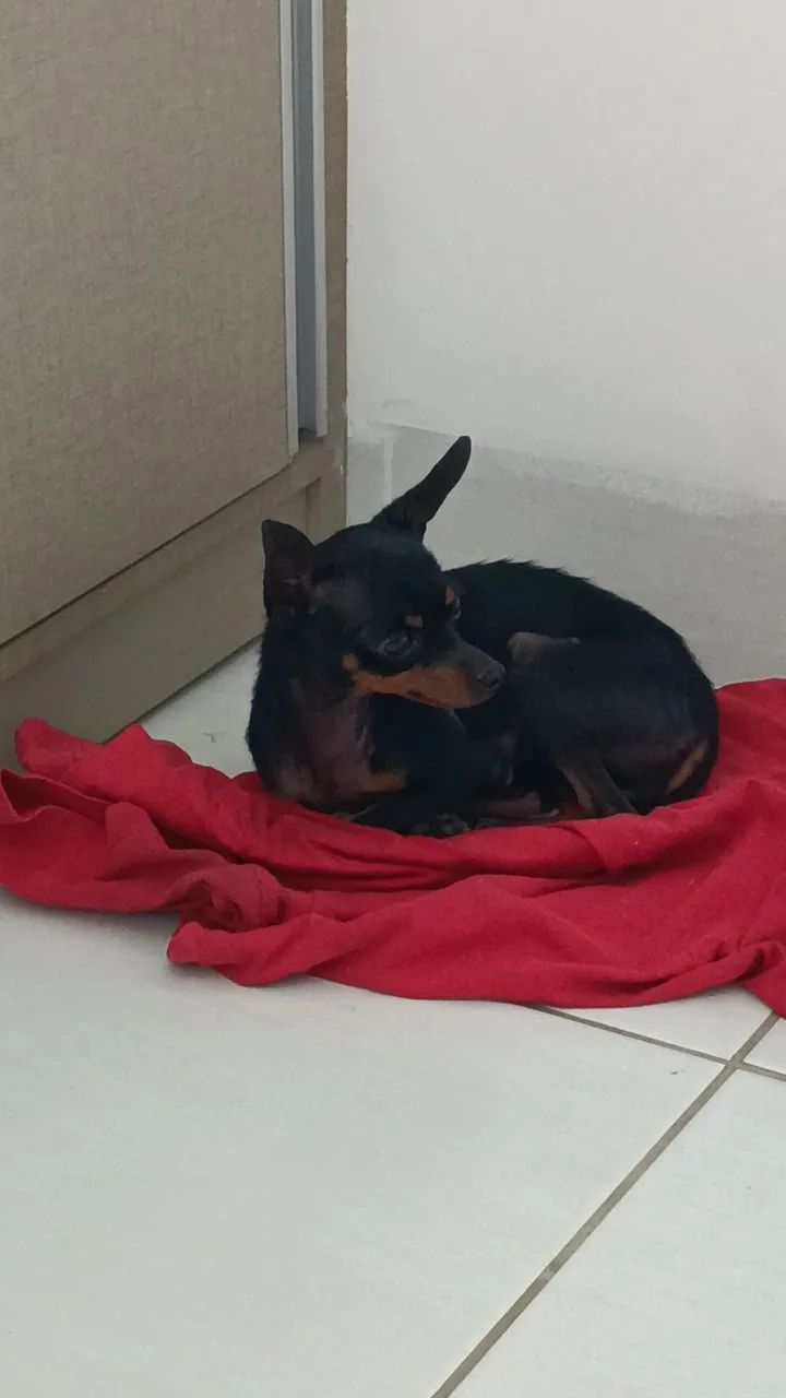 Pinscher