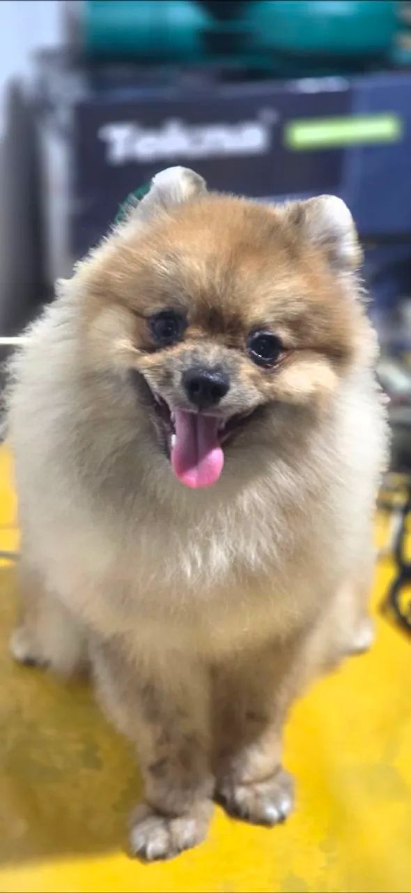 Spitz Alemão macho  - Foto 3
