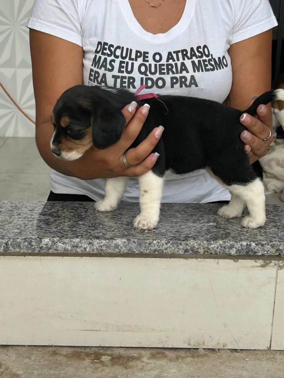 Mini beagles 13 polegadas  - Foto 2