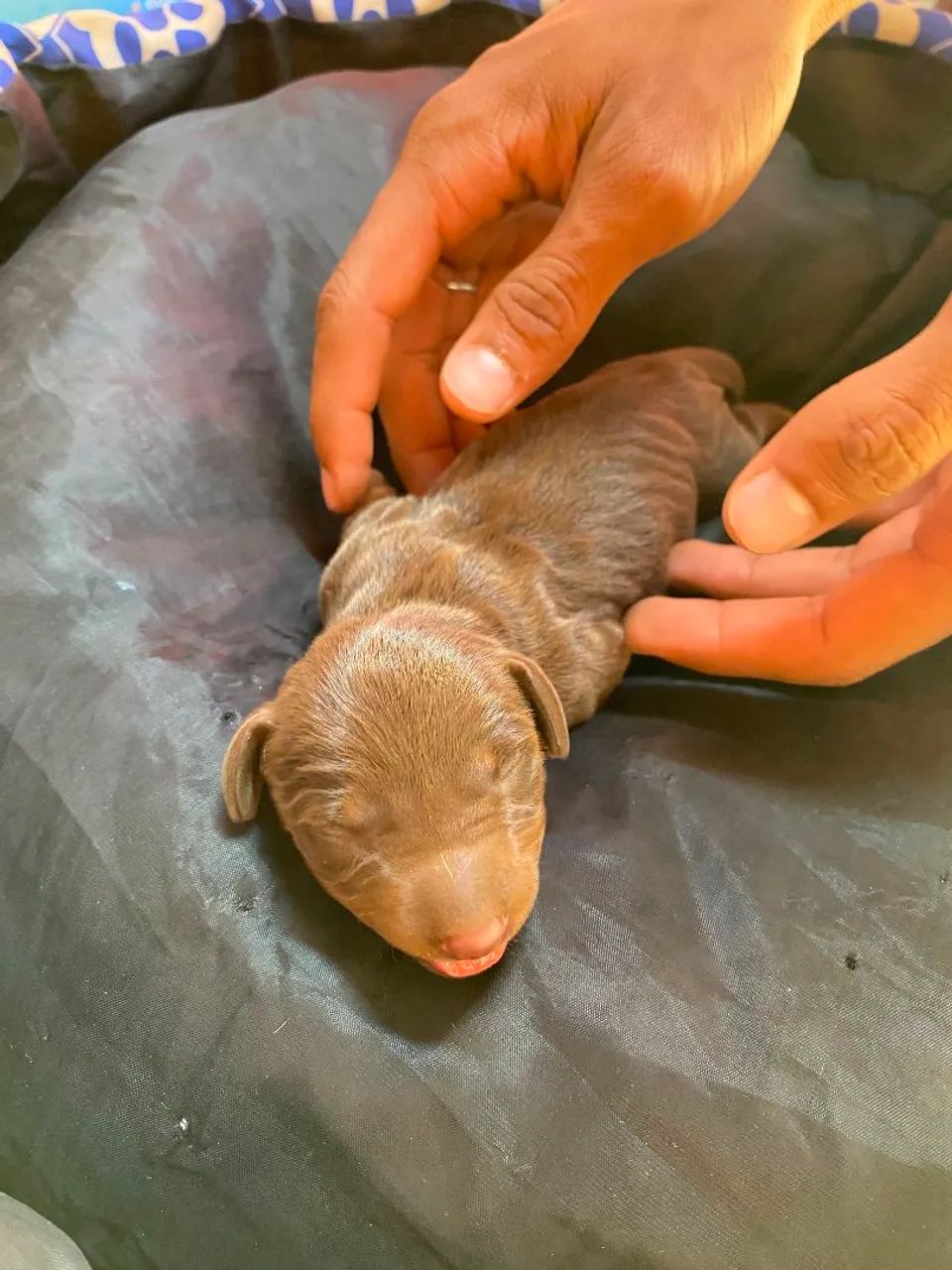 salsicha dachshund - Foto 2