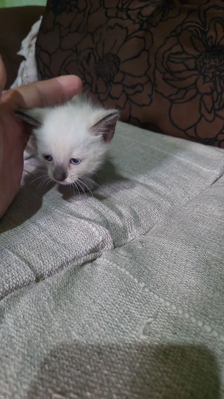 Lindos gatinhos  - Foto 5