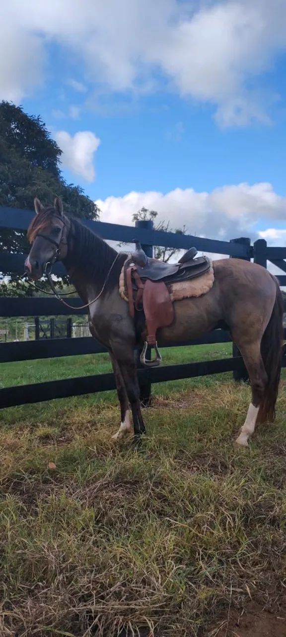 Mangalarga marchador 