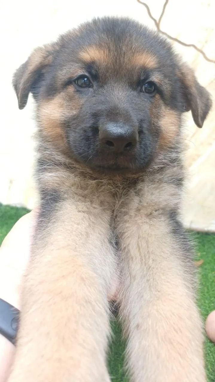    Filhote de Pastor Alemão lindos  - Foto 2