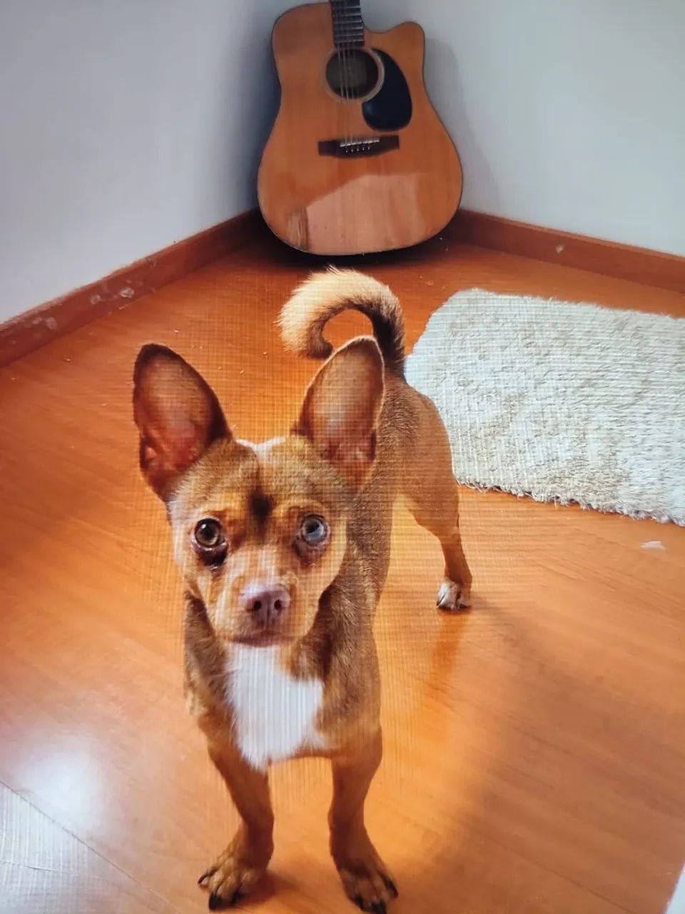 Doação de cachorro  - Foto 2