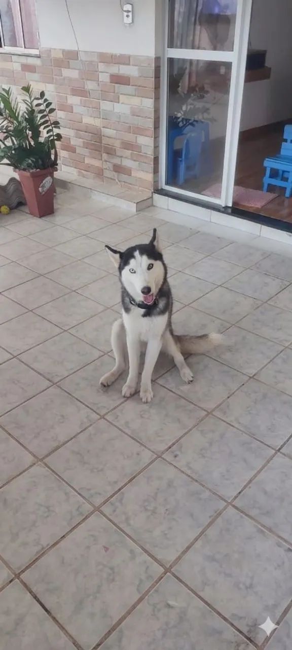 Husky siberiano macho 