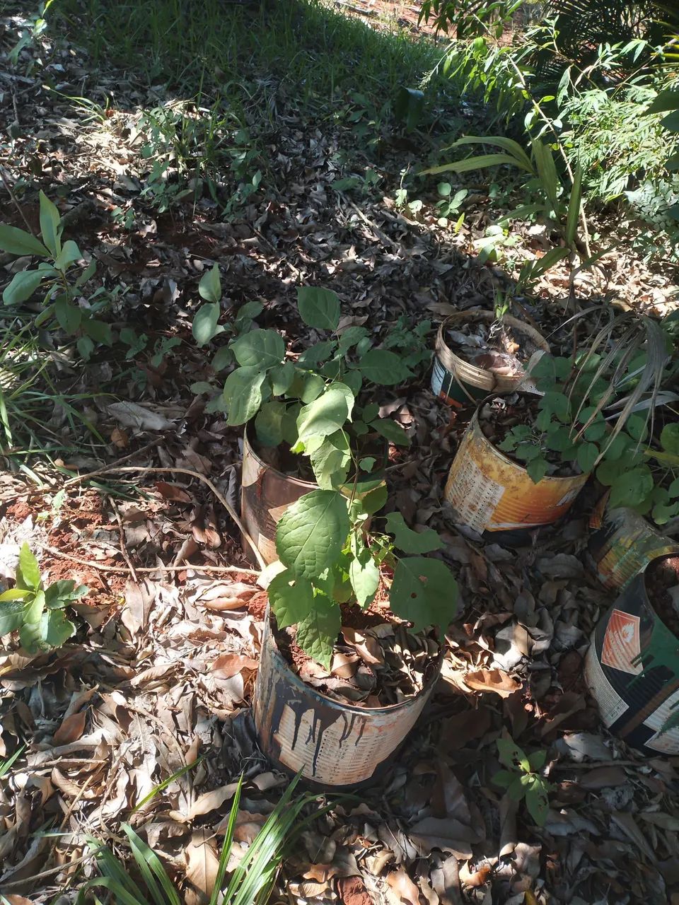 Mudas de plantas - Foto 3