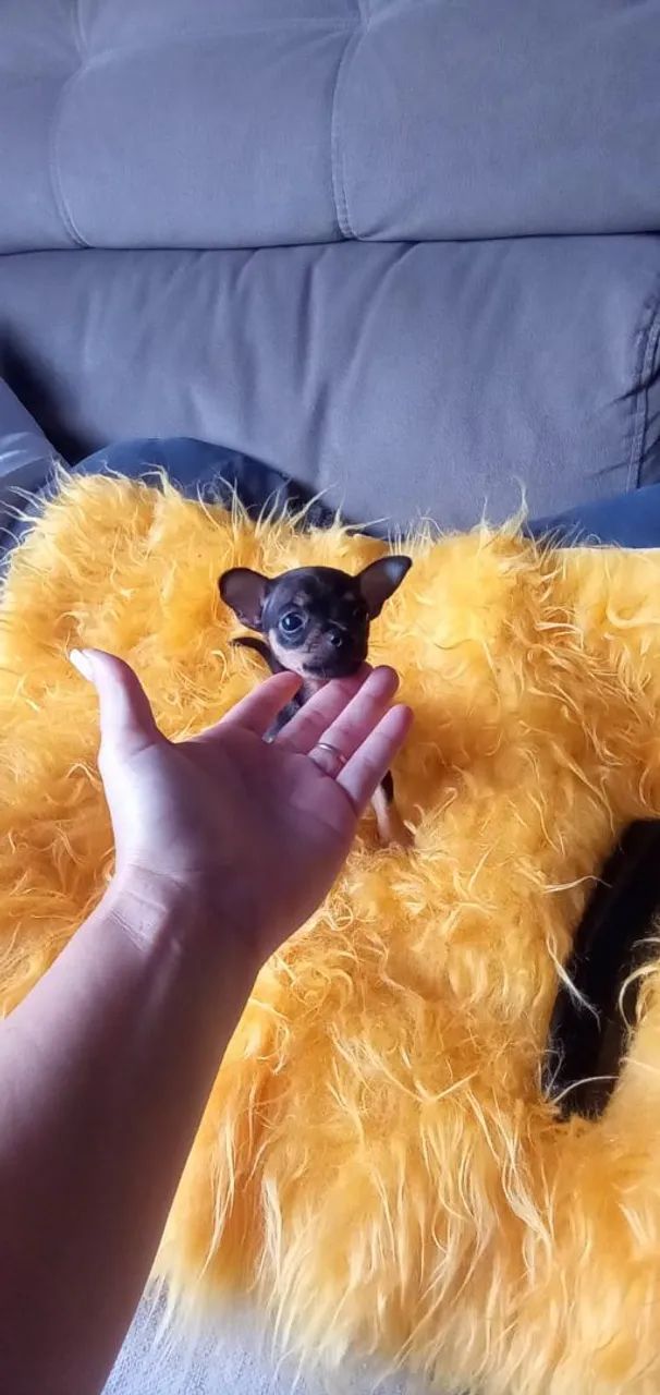 Pinscher Zero fêmea - Foto 2