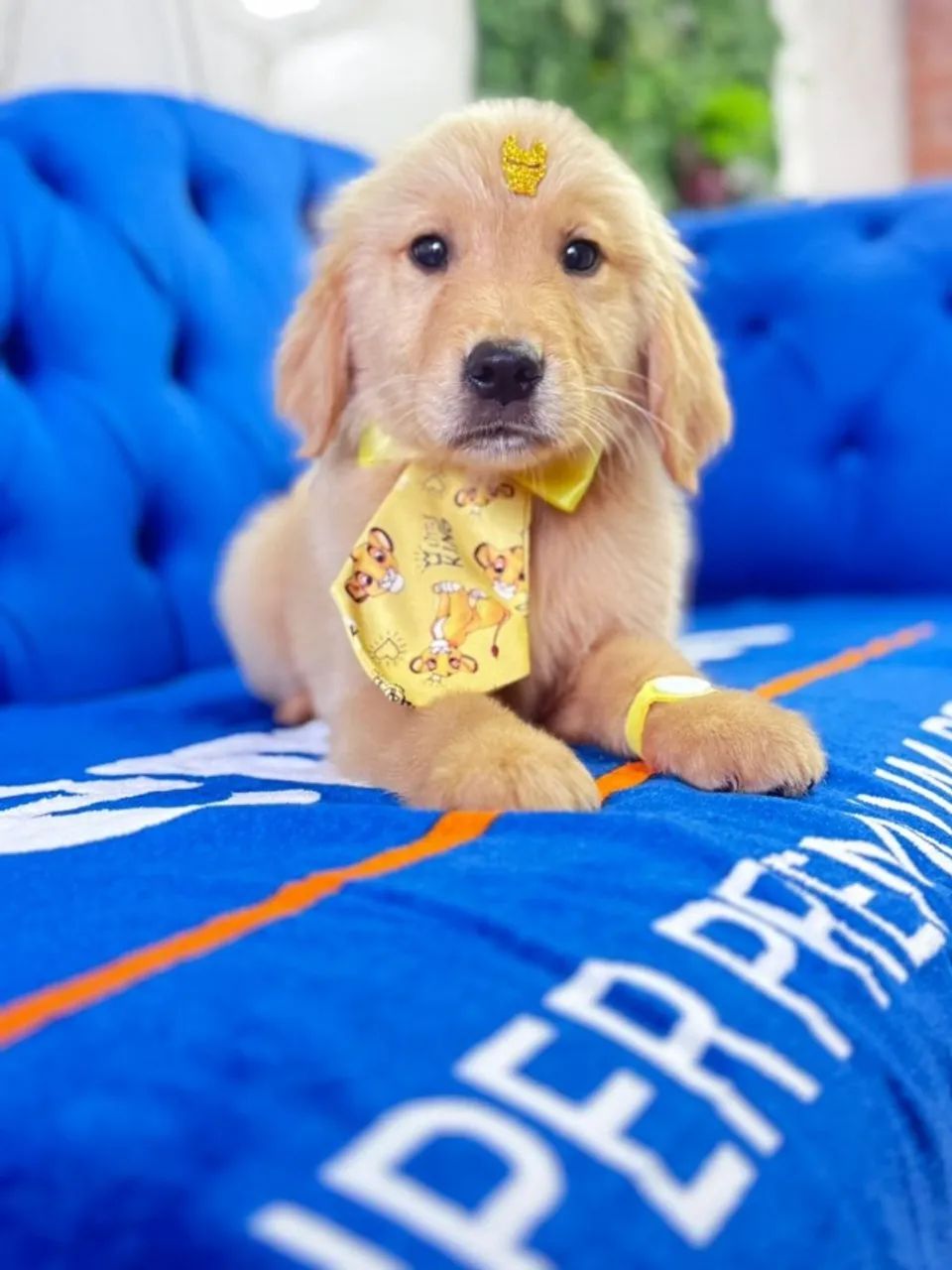 Golden Retriever