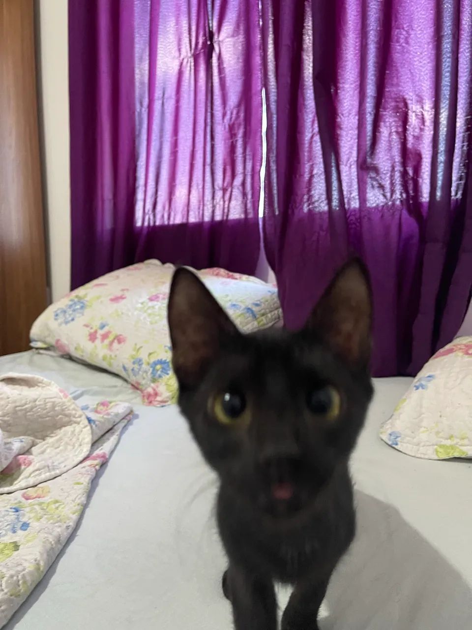 Doação de gatinhos  - Foto 2