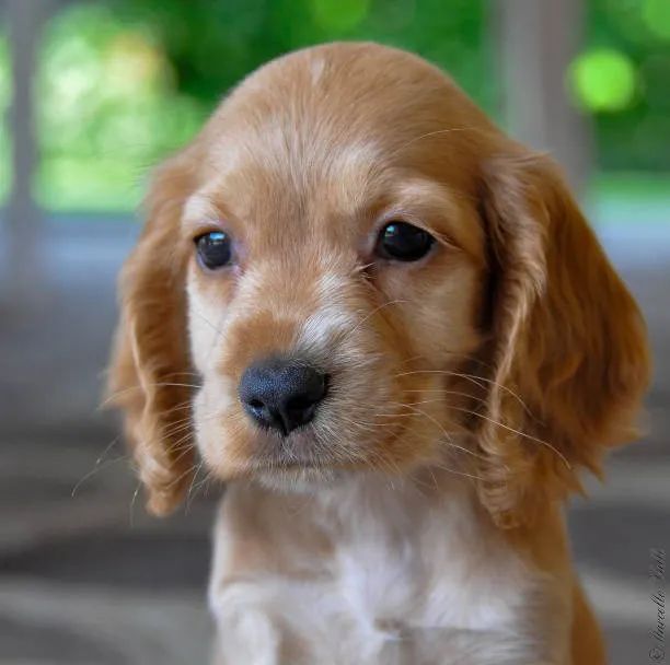 ? Cocker Spaniel Disponível | Filhotes Lindos e Bem Criados