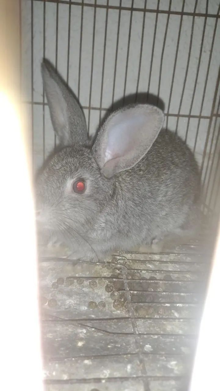 Coelho 