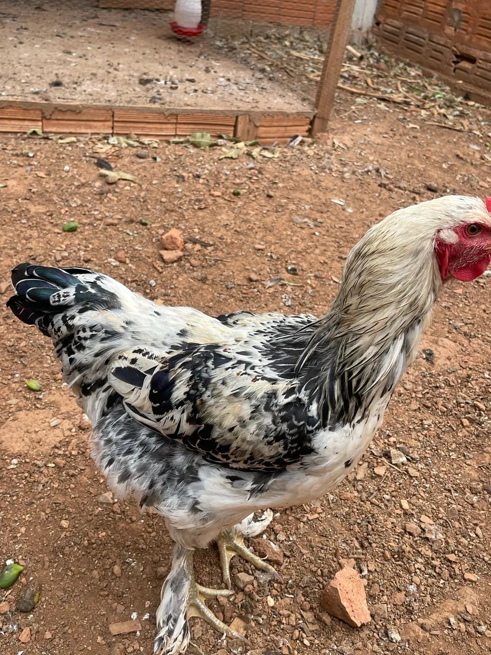 Frango Brahma - Foto 3
