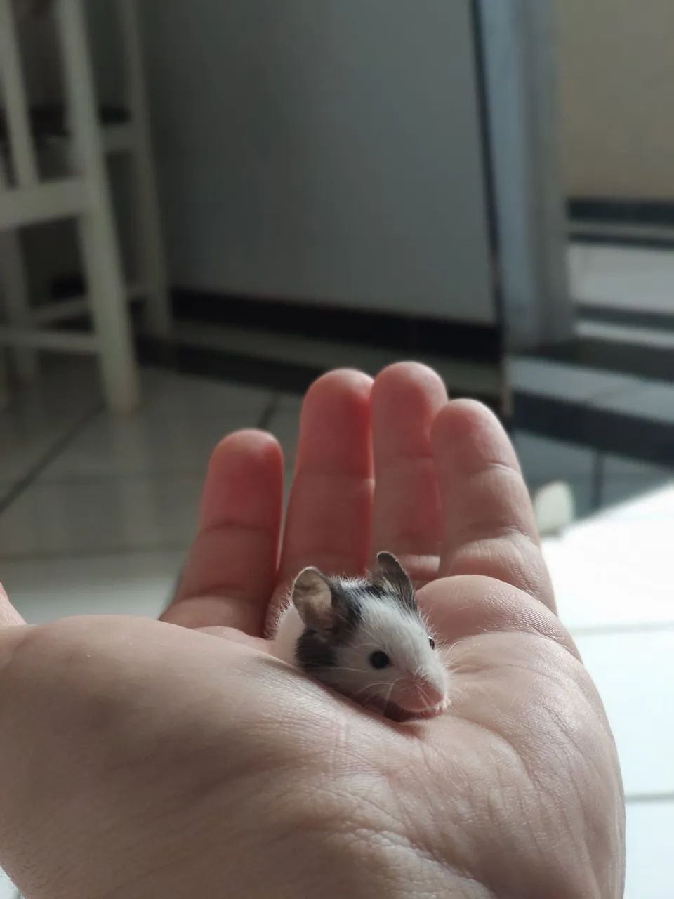 Topolinos Filhotes disponíveis  - Foto 4