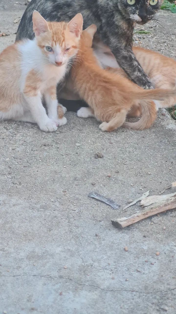 Doação de gato