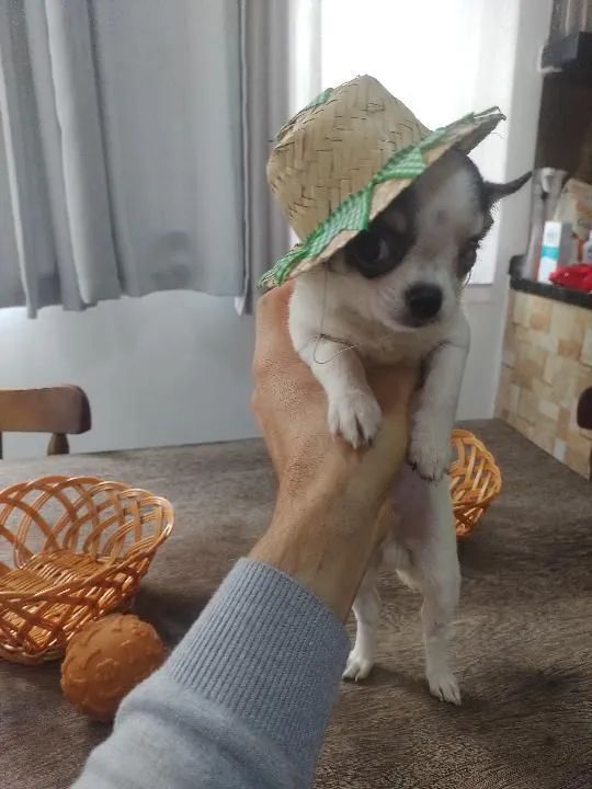 Chihuahua Macho - Foto 3