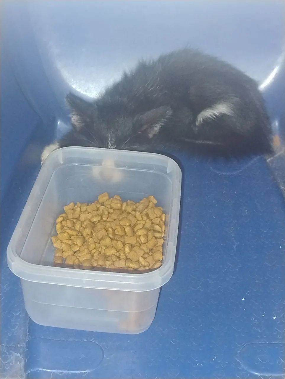 Gatinho filhote para adoção responsável