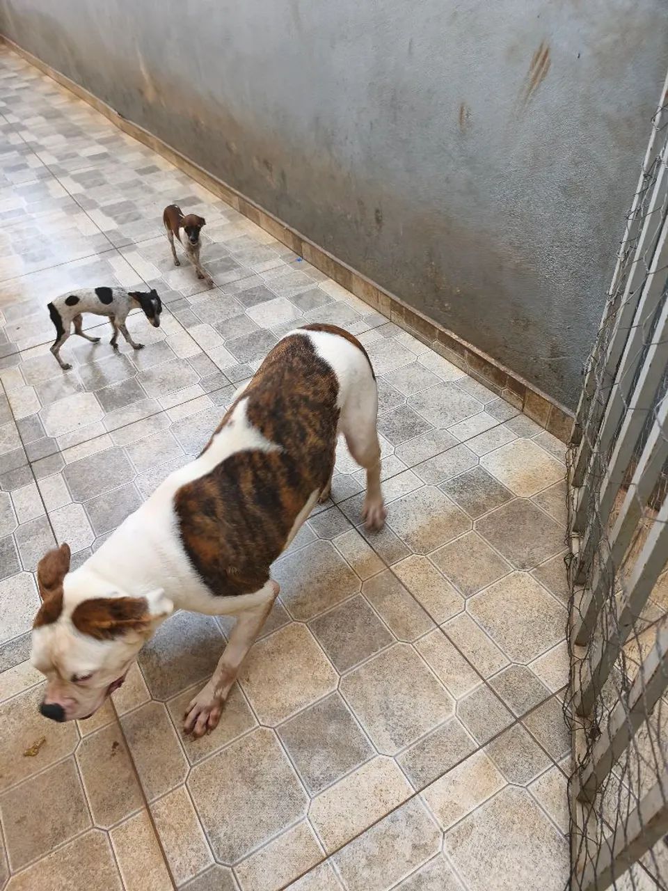 Vendo Boxer alemã fêmea 
