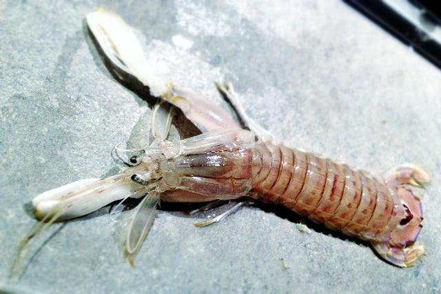 Isca para peixao