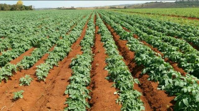 Fazenda próximo a Patrocinio Mg - Foto 4