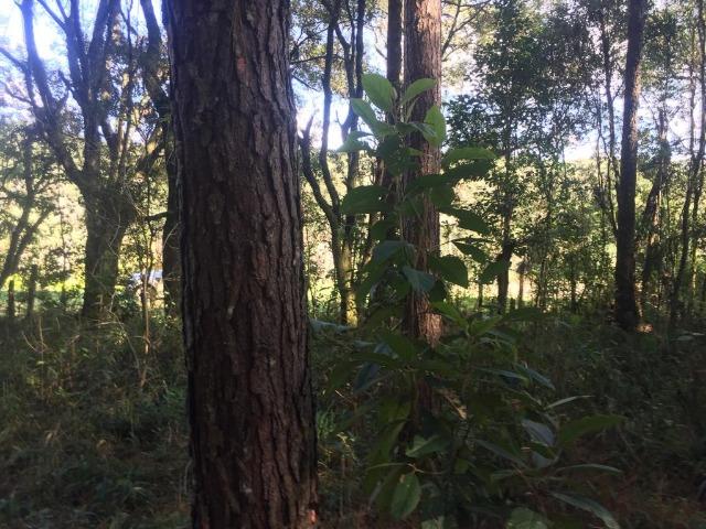 Floresta de Pinus - Foto 3