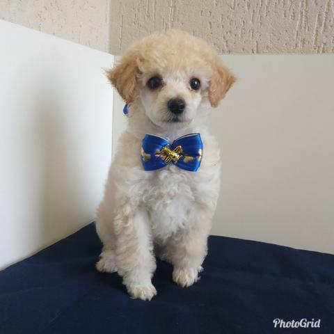 Poodle Macho - Abricot - Snow Dog Shopping Cidade