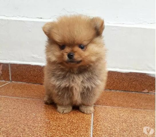 Filhotes alegres para sua casa de Spitz Alemão *-*/
