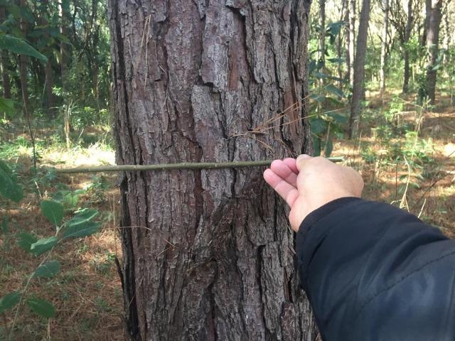 Floresta de Pinus - Foto 2