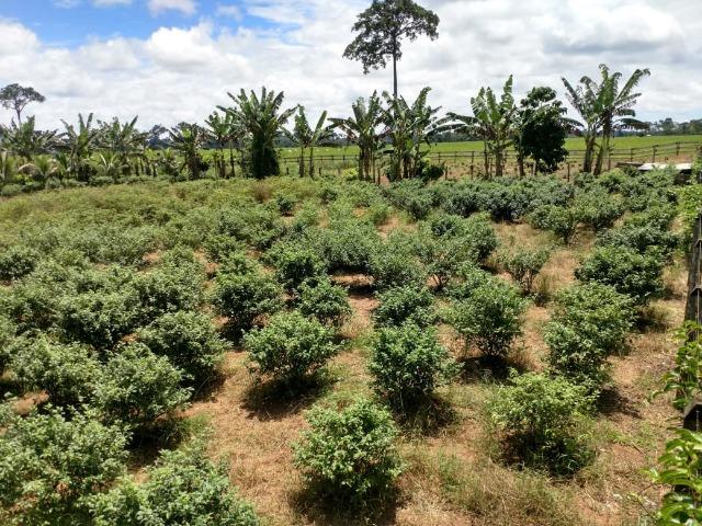 Área Rural (Estrada de Boca do Acre) - Foto 13